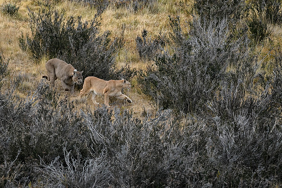 DSC_0988