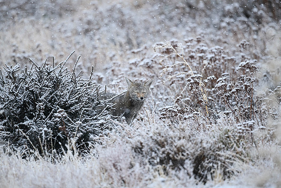DSC_1429